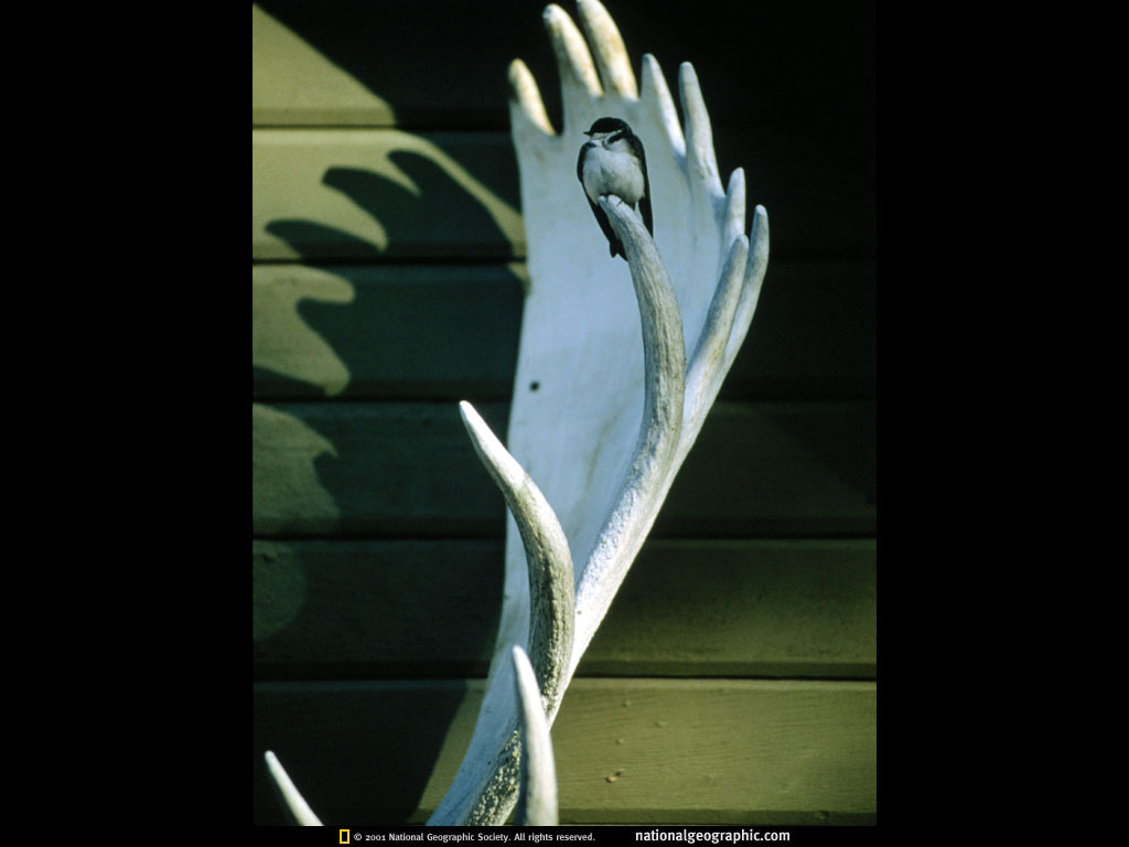 mccarthy, alaska.jpg