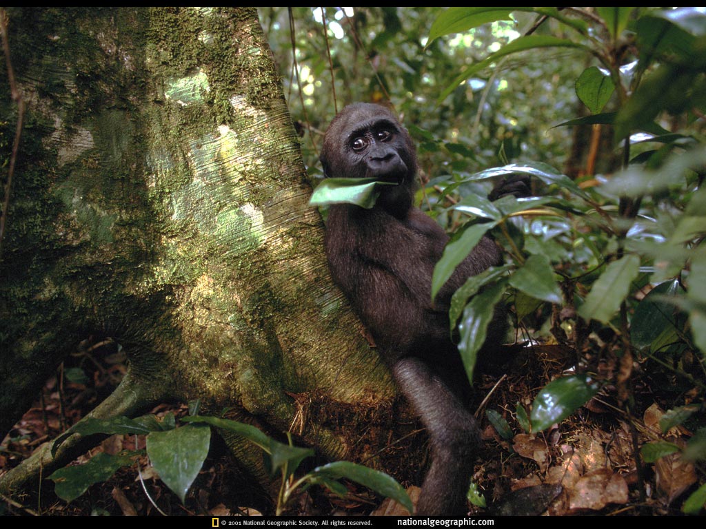 gabon.jpg
