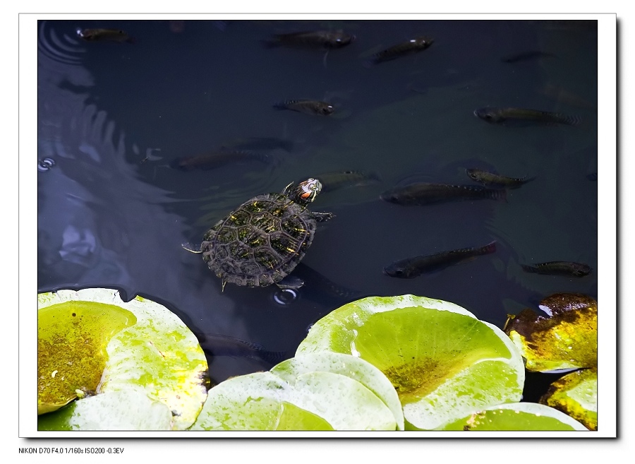 dsc_0097f.jpg