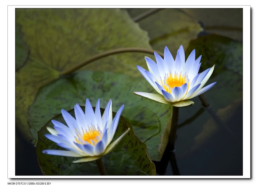 dsc_0080f.jpg