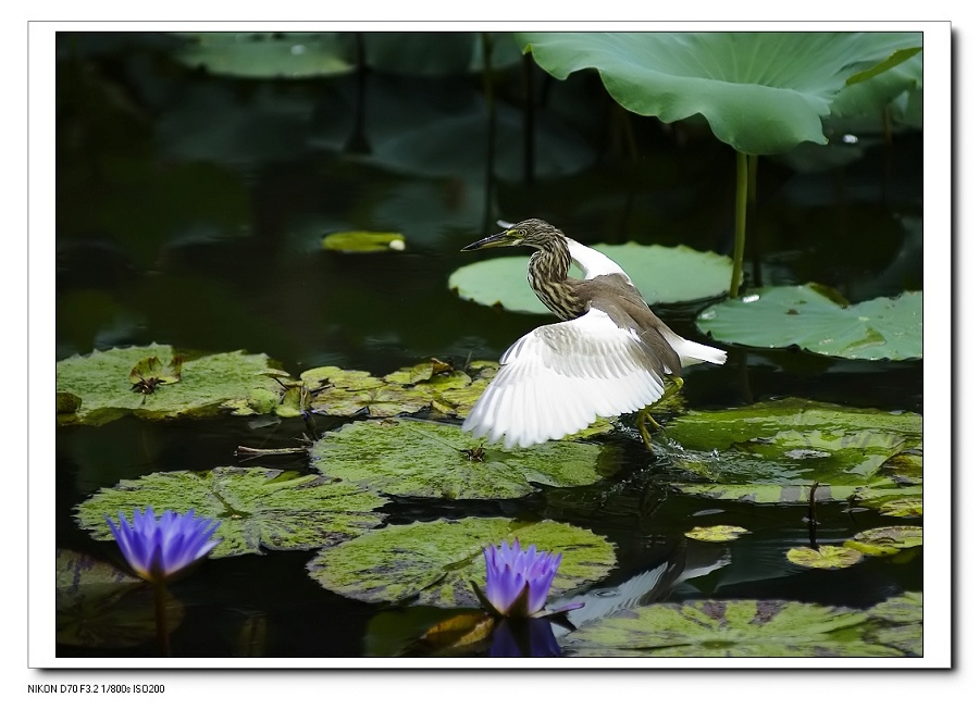 dsc_0100f.jpg