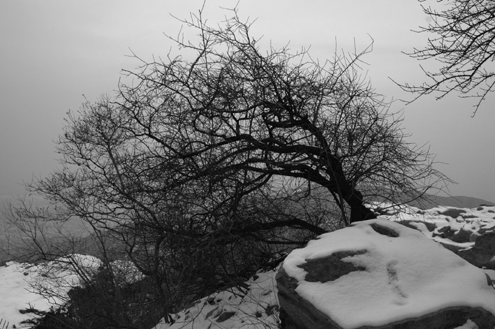dsc_0041ɫ.jpg