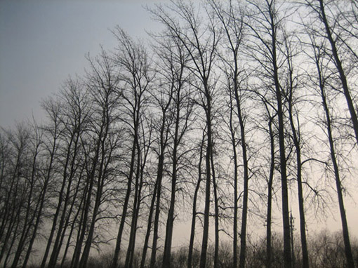 Ƭ2008.1.09 006-1.jpg