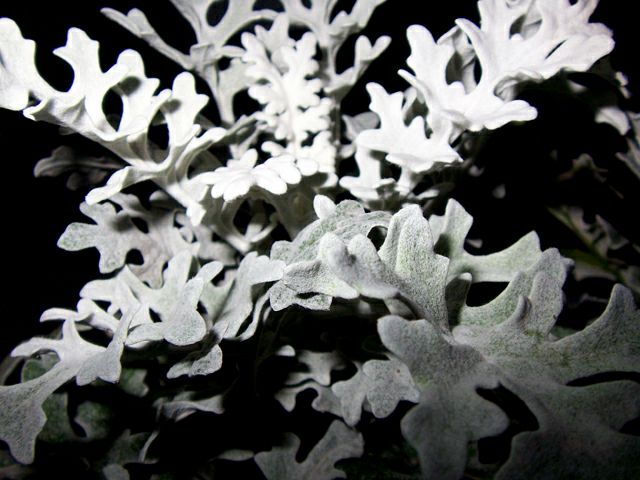 100_8521.jpg