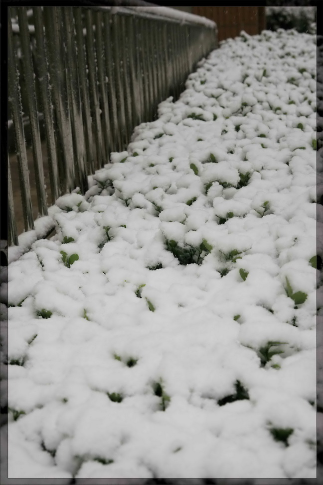 暖雪.jpg